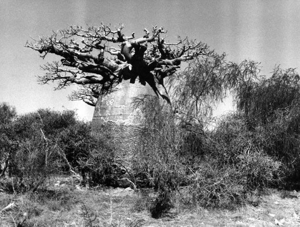 Tacita Dean, Baobab, 2001. Film.