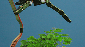 Pedro Neves Marques, The Pudic Relation between Machine and Plant, 2016 (still)