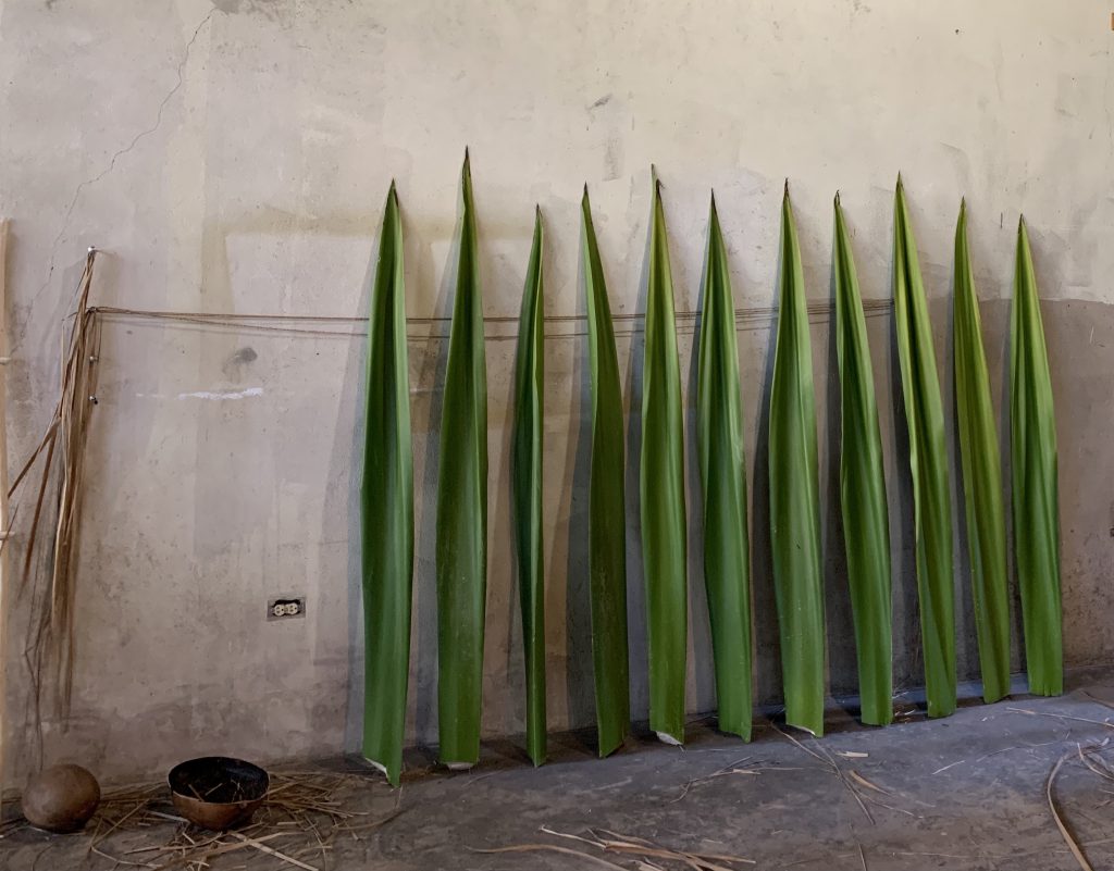 Maguey leaves (pencas) arranged at González’s studio, San Juan, Puerto Rico. Courtesy Jorge González